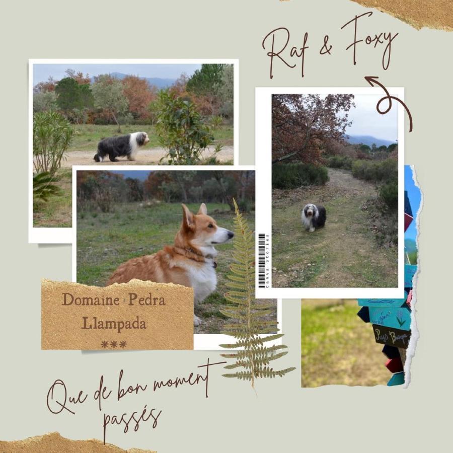 Domaine Pedra Llampada Montagne * Villelongue-dels-Monts